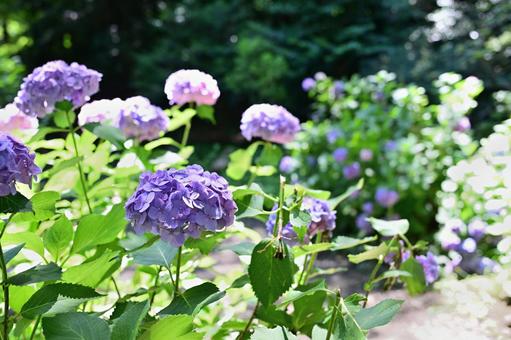 梅雨の晴れ間に咲く公園の紫陽花 梅雨の晴れ間に咲く公園の紫陽花の写真