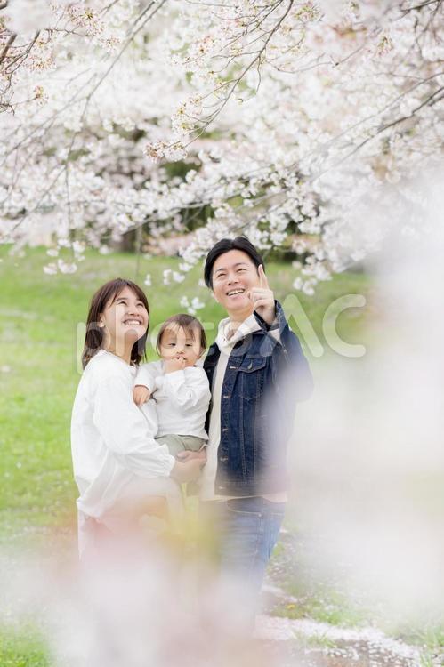 桜の咲く公園を歩く家族 桜,人物,男性の写真素材
