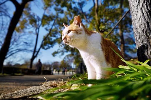 大阪城公園の野良猫 大阪城公園の野良猫の写真