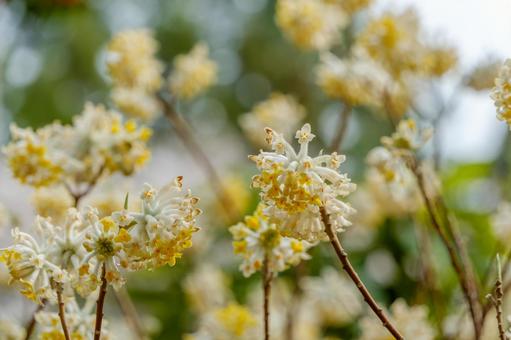 ふわりと咲く三椏の黄白色の花 三椏,花,春の写真素材