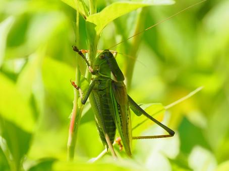キリギリス キリギリス キリギリス,昆虫,虫の写真素材