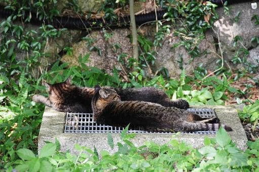 野良猫 野良猫の写真