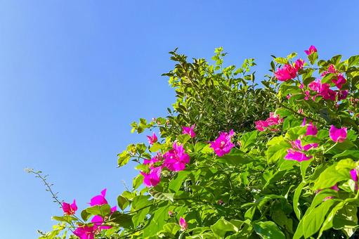 空に映える華やかなピンクのブーゲンビリア 空に映える華やかなピンクのブーゲンビリア ブーゲンビリア,ロマンチック,花弁の写真素材