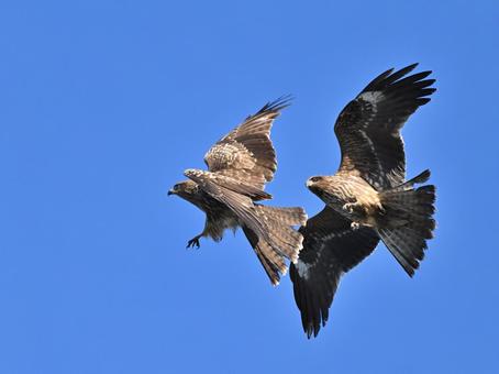 Black Kite, JPG