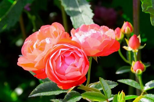 薔薇 薔薇の写真