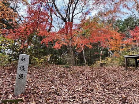 評議原の紅葉 評議原,城山湖,本沢ダムの写真素材