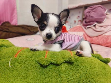 子犬 子犬の写真