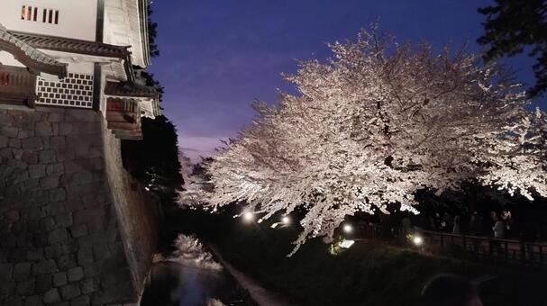 夜桜　金沢城 桜,金沢,夜桜の写真素材