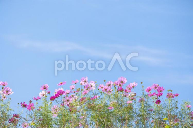 コスモス　秋イメージ コスモス,秋桜,花の写真素材