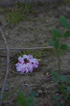 Scattered cherry blossoms, темно, вишневое дерево, лепесток, JPG