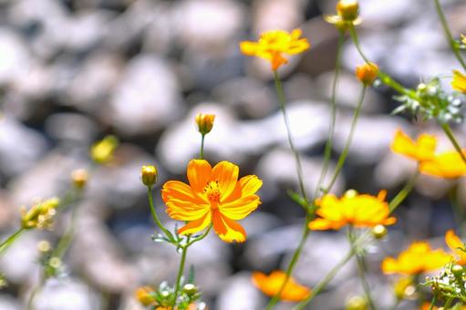 秋の花 秋の花の写真