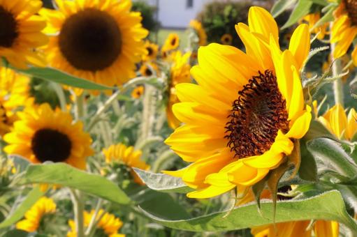 公園のひまわりの花1 公園のひまわりの花1 ひまわり,夏,花の写真素材