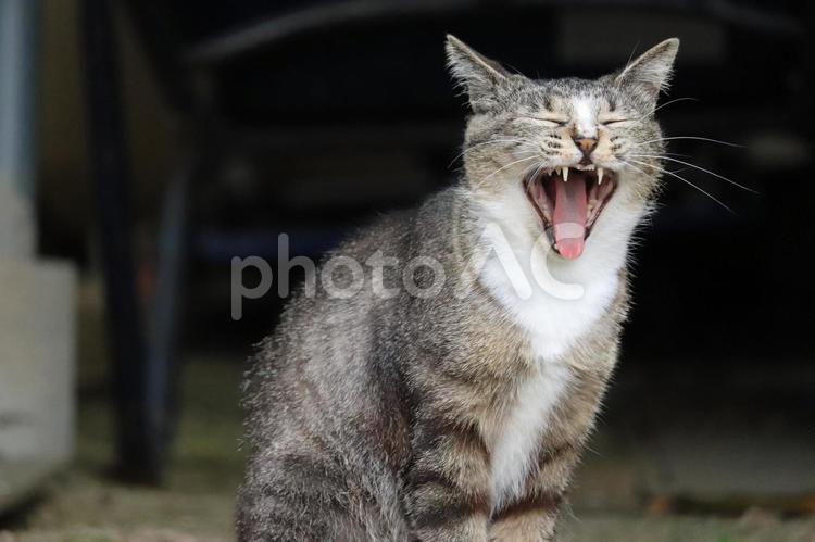 倉庫の前で大アクビの猫 キジネコ,白キジ,黒キジの写真素材