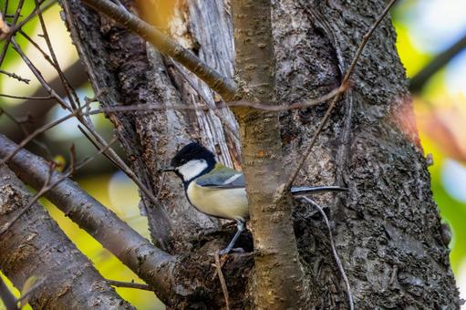 シジュウカラ(81)の写真