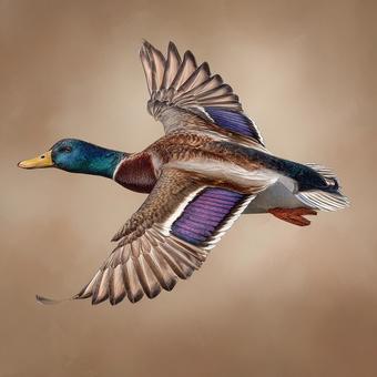 精緻に描かれたマガモの姿 精緻に描かれたマガモの姿の写真