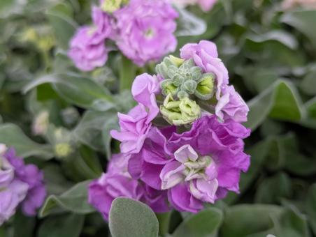 ストックの花 ストックの花の写真