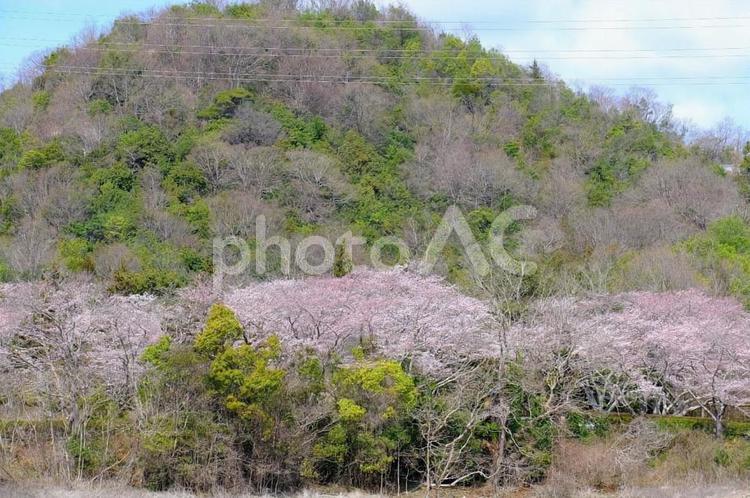 桜　はりまいこいの村 桜,さくら,サクラの写真素材