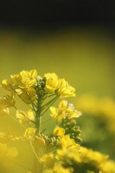 菜の花 自然,キレイ,春の写真素材