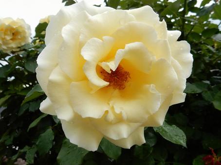 【薔薇の写真】バラの花 【薔薇の写真】バラの花の写真
