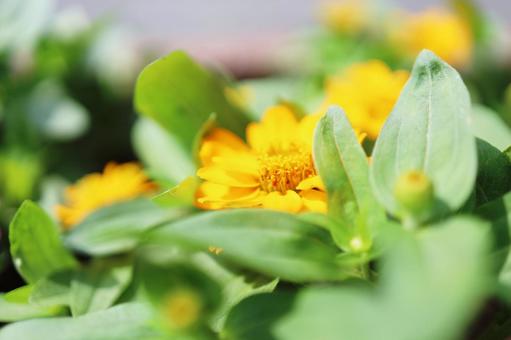 Yellow zinnia hidden among leaves, JPG