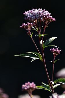 秋の花:フジバカマ6 秋の花:フジバカマ6の写真