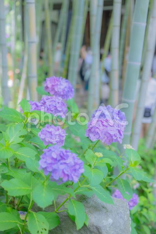 長谷寺のアジサイ アジサイ,初夏,紫の写真素材