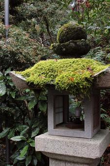 灯籠 苔 灯籠 苔の写真