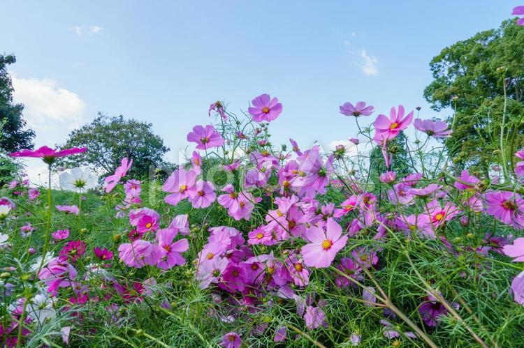 色鮮やかなコスモスの花畑 コスモス,ピンク,花の写真素材