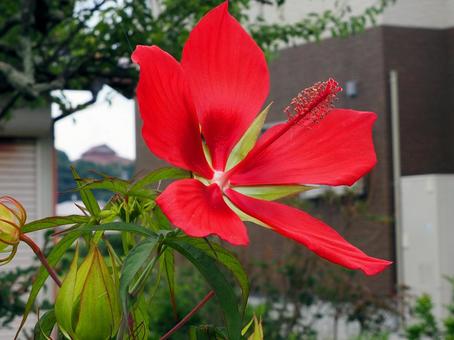 真っ赤に咲いたモミジアオイ 真っ赤に咲いたモミジアオイ 花,赤い,モミジアオイの写真素材