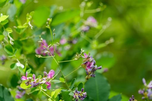 Hagi flowers blooming in the June sunlight, bush clover, flower, pink, JPG