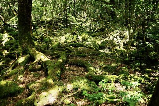 樹海 山梨,山,自然の写真素材