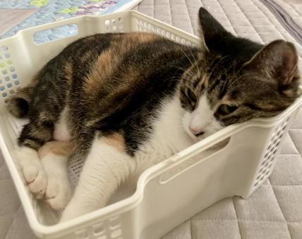 かご猫りんちゃん かご猫りんちゃんの写真