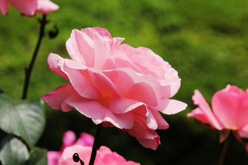 バラ・薔薇 クイーンエリザベス バラ・薔薇 クイーンエリザベスの写真