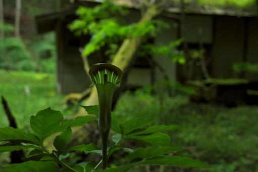 山奥にて 山奥にての写真
