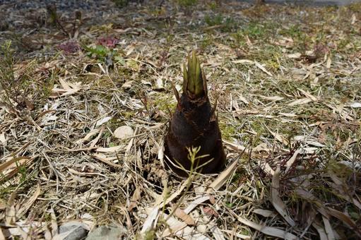 竹の子 春の食材の写真