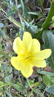 外来種　コマツヨイグサ　雑草　 黄色,イエロー,花の写真素材