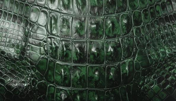 クロコダイルの革 緑色 テクスチャ クロコダイルの革 緑色 テクスチャの写真