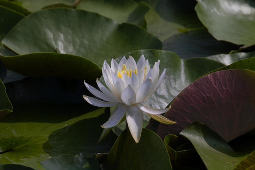 Water Lily, JPG Water Lily, JPG