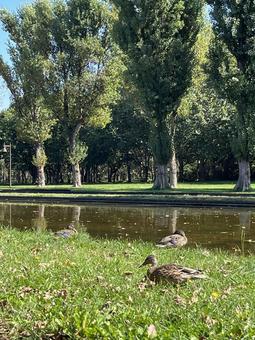 カモ カモ 風景,鳥,カモの写真素材