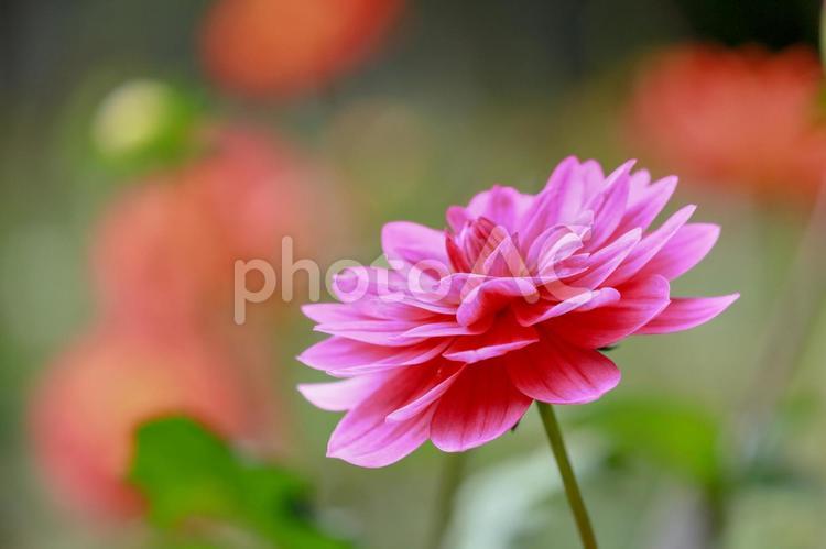 楚々として 自然,花,ダリアの写真素材