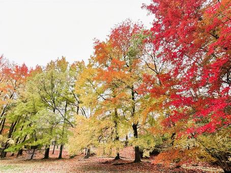 移り行く紅葉 落ち葉,紅葉,木の写真素材