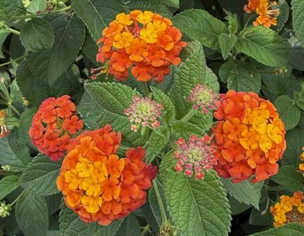 ランタナ(シチヘンゲ)の花 ランタナ(シチヘンゲ)の花の写真