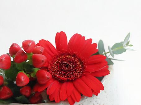 ガーベラとヒペリカム ガーベラ,ヒペリカム,クリスマスカラーの写真素材