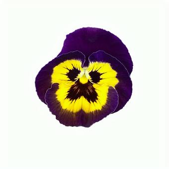 Stock image Pansy Purple Yellow, JPG Stock image Pansy Purple Yellow, JPG