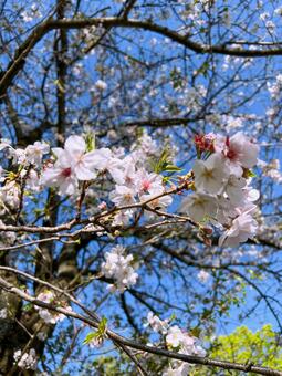 桜と青空 桜,青空,満開の写真素材