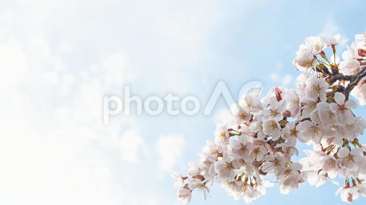 満開の桜と青空と白い雲 桜,ソメイヨシノ,白い雲の写真素材