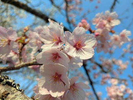 桜と青空 桜,花,春の写真素材