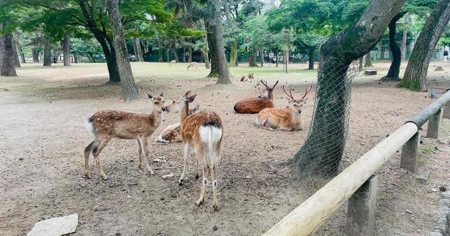 奈良公園の鹿 奈良公園の鹿の写真