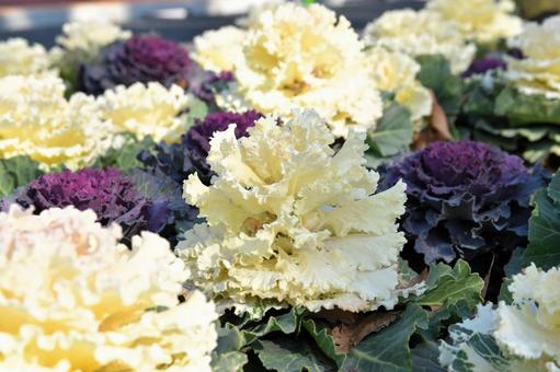 冬の花壇を彩る葉牡丹の寄せ植え 冬の花壇を彩る葉牡丹の寄せ植え 葉牡丹,ハボタン,ケールの写真素材