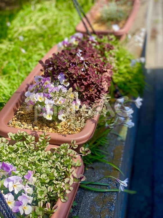 目覚めた花たち 花,風景,気持ちがいいの写真素材